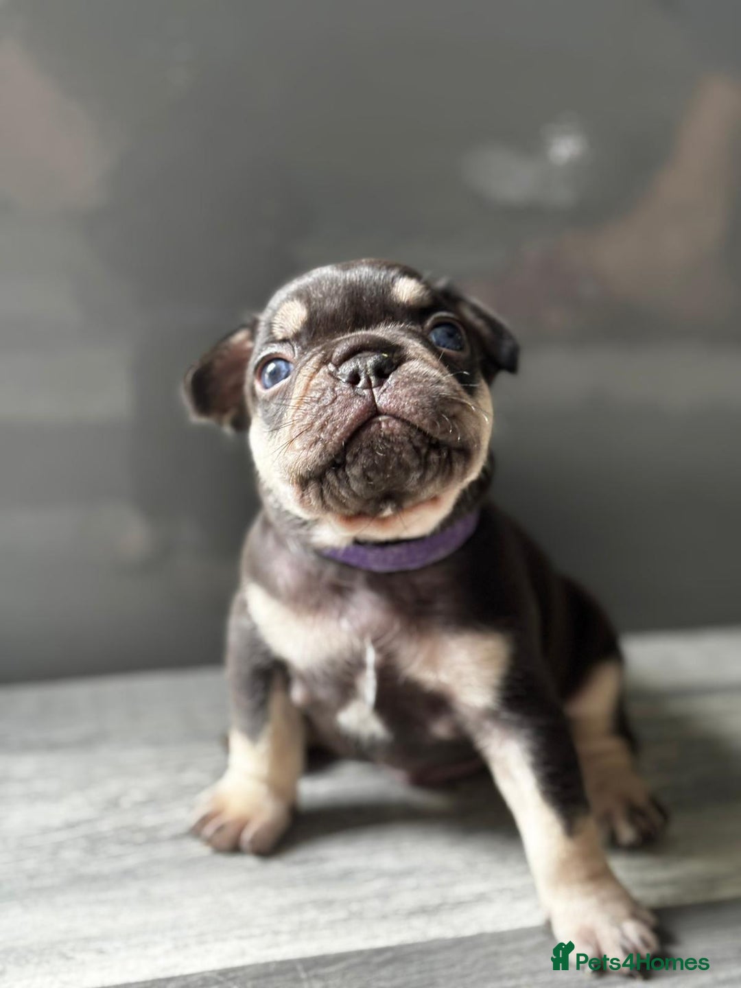 French Bulldog dogs for sale: French bulldogs  - Image 4
