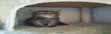 Maine Coon 2