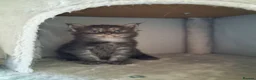 Maine Coon cats for sale: 🐾 **Beautiful Maine Coon Kittens for Sale** 🐾 in Thetford - Advert 9