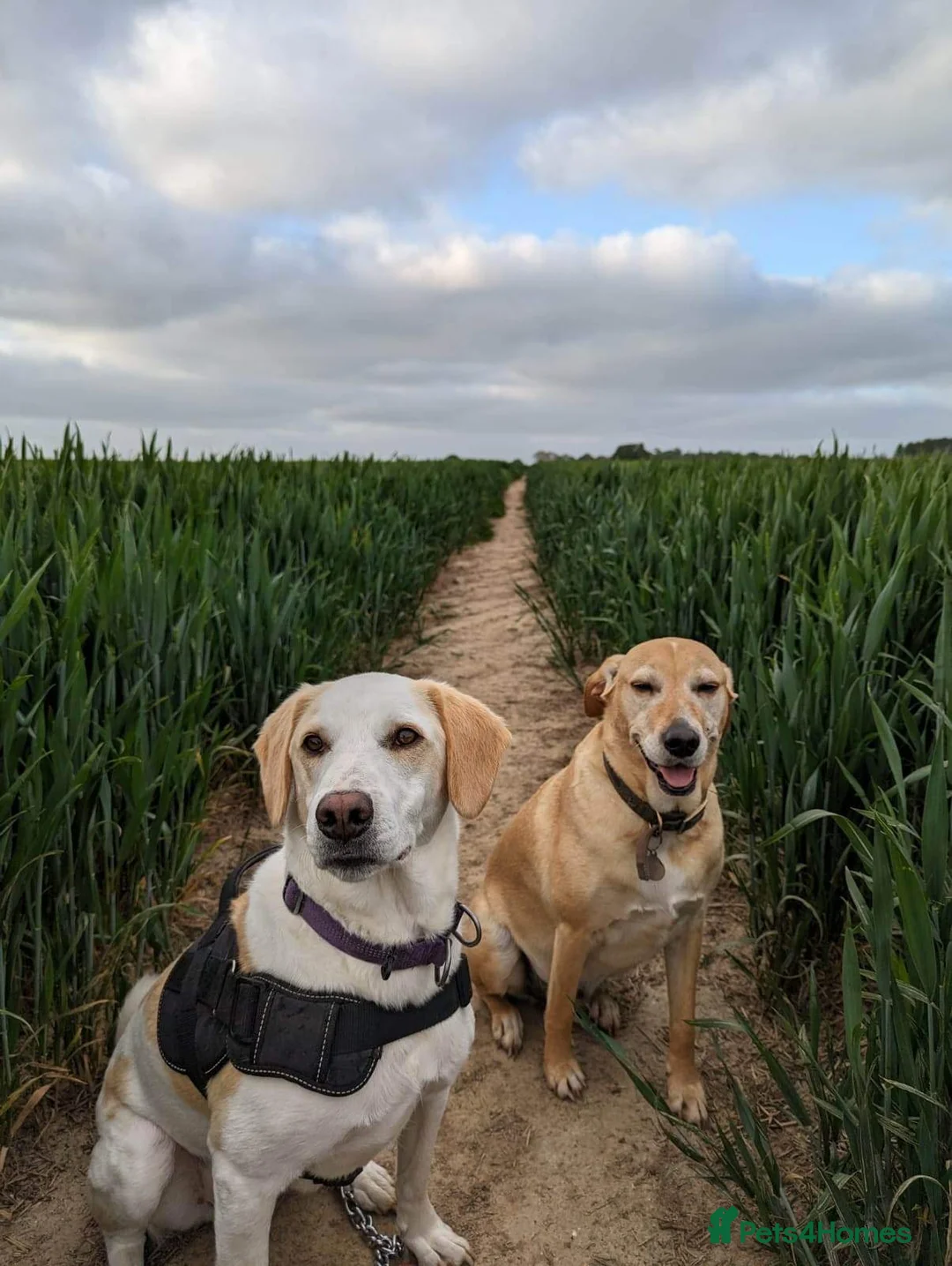 Mixed Breed dogs for adoption: Cairo Looking For His Forever Home  - Advert 4