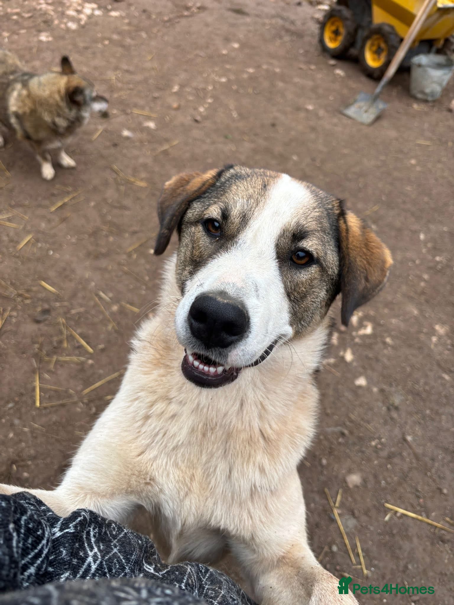 Mixed Breed dogs Could you be the family Mercy is dreaming of? - Advert 18