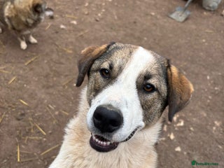 Mixed Breed dogs Could you be the family Mercy is dreaming of? - Advert 1