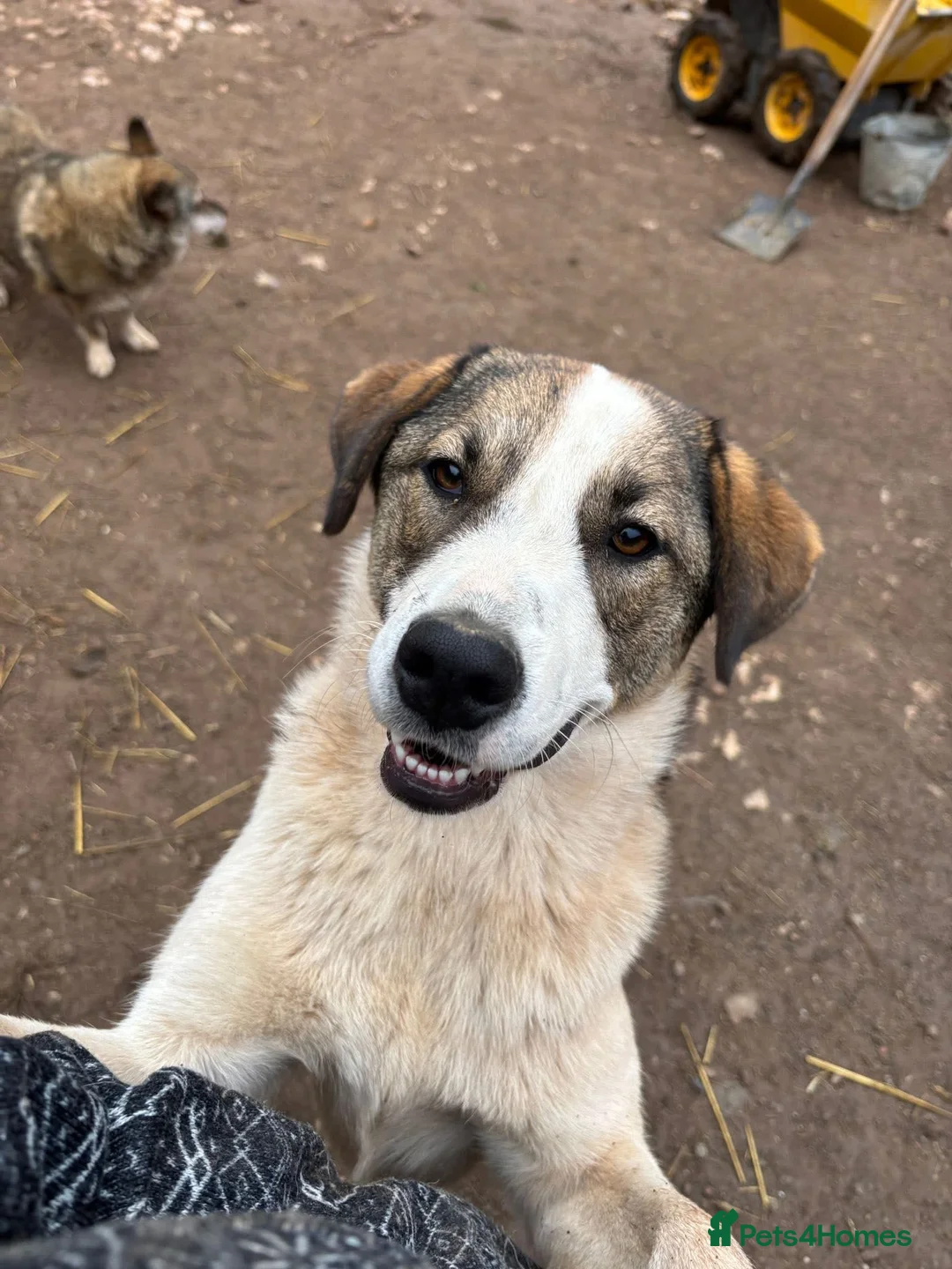 Mixed Breed dogs for adoption: Could you be the family Mercy is dreaming of? - Advert 1