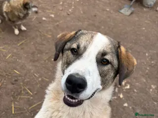 Mixed Breed dogs Could you be the family Mercy is dreaming of? - Advert 22