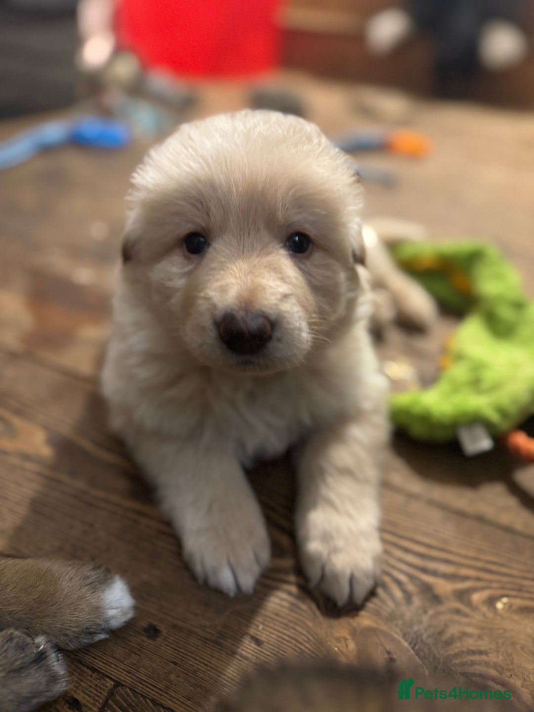 German Shepherd dogs for sale: Gorgeous German shepherd pups - Advert 7