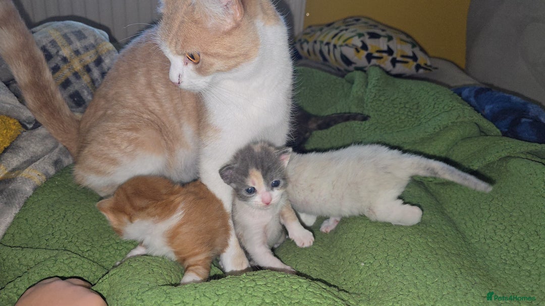 British Shorthair cats for sale: Kittens available  - Image 3