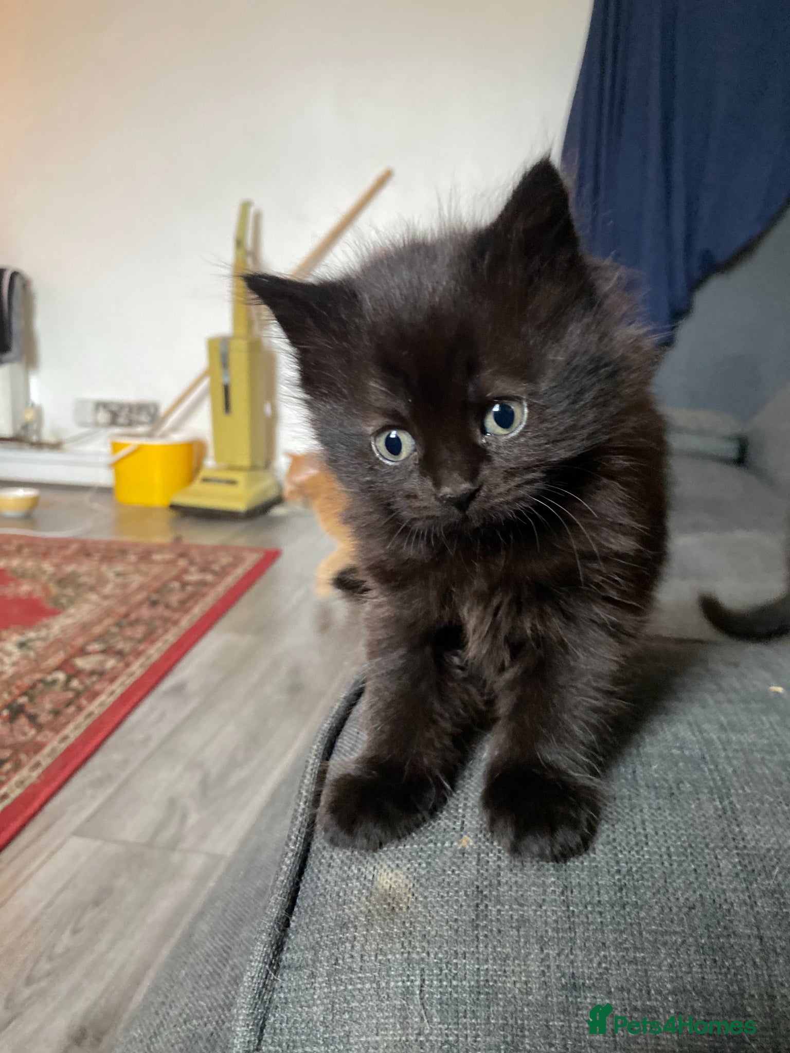 British Shorthair cats 4 Beautiful kittens - Advert 1