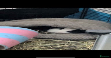 Guinea Pig rodents - Advert 13