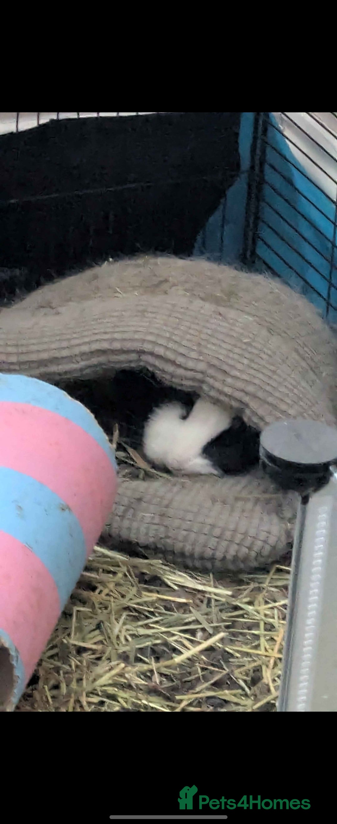 Guinea Pig rodents for sale: Bonded pair of female guinea pigs - Image 2