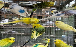 Budgerigars birds for sale: Adorable budgies and cages for sale  - Image 5
