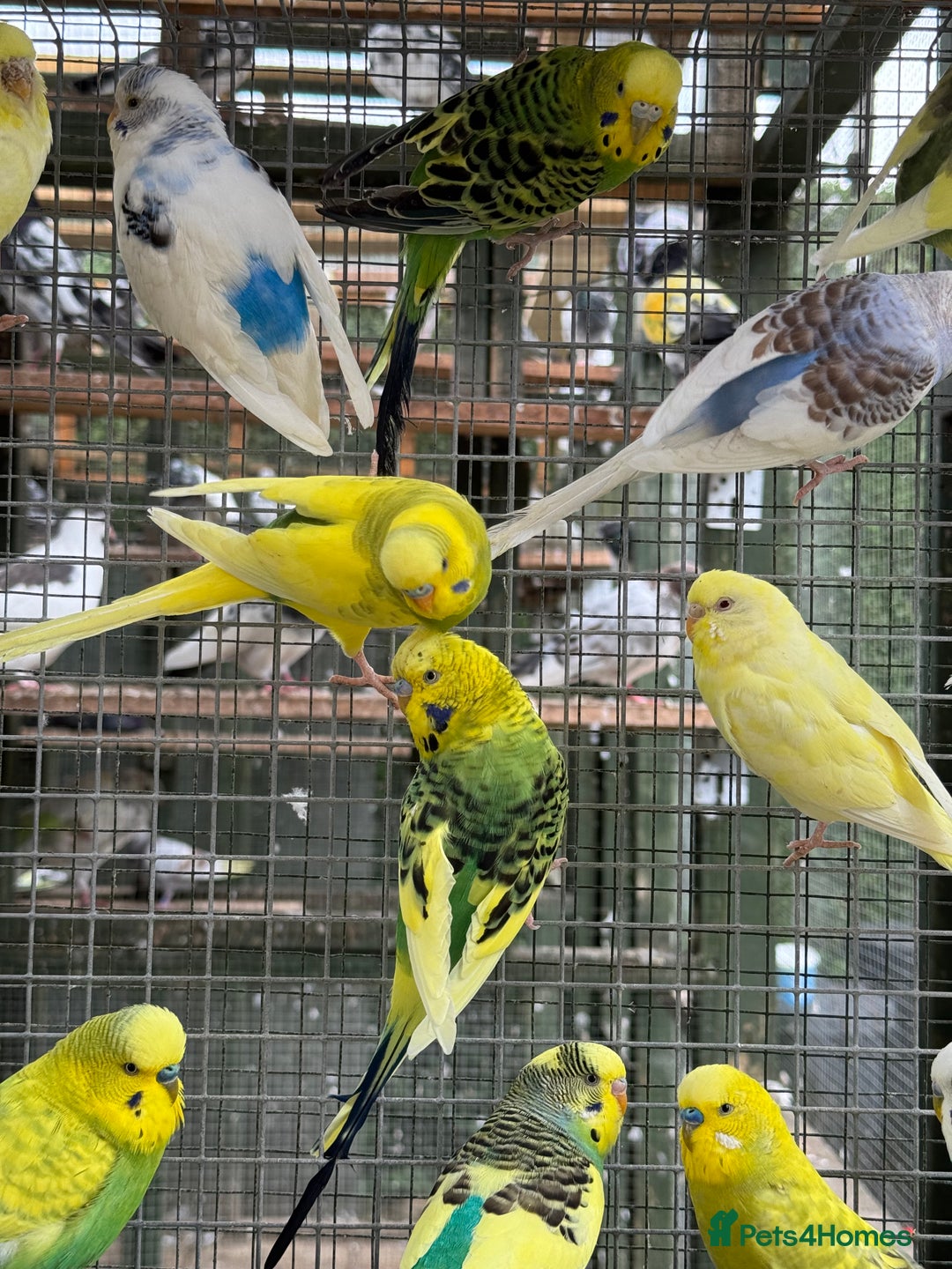 Budgerigars birds for sale: Adorable budgies and cages for sale  - Image 5