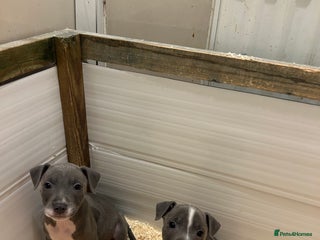 Staffordshire Bull Terrier dogs Stunning KC Staffordshire bull terrier puppies - Advert 4