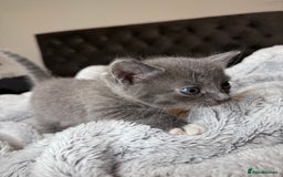 British Shorthair cats for sale: Our beautiful cute shorthair blue kittens - Image 9