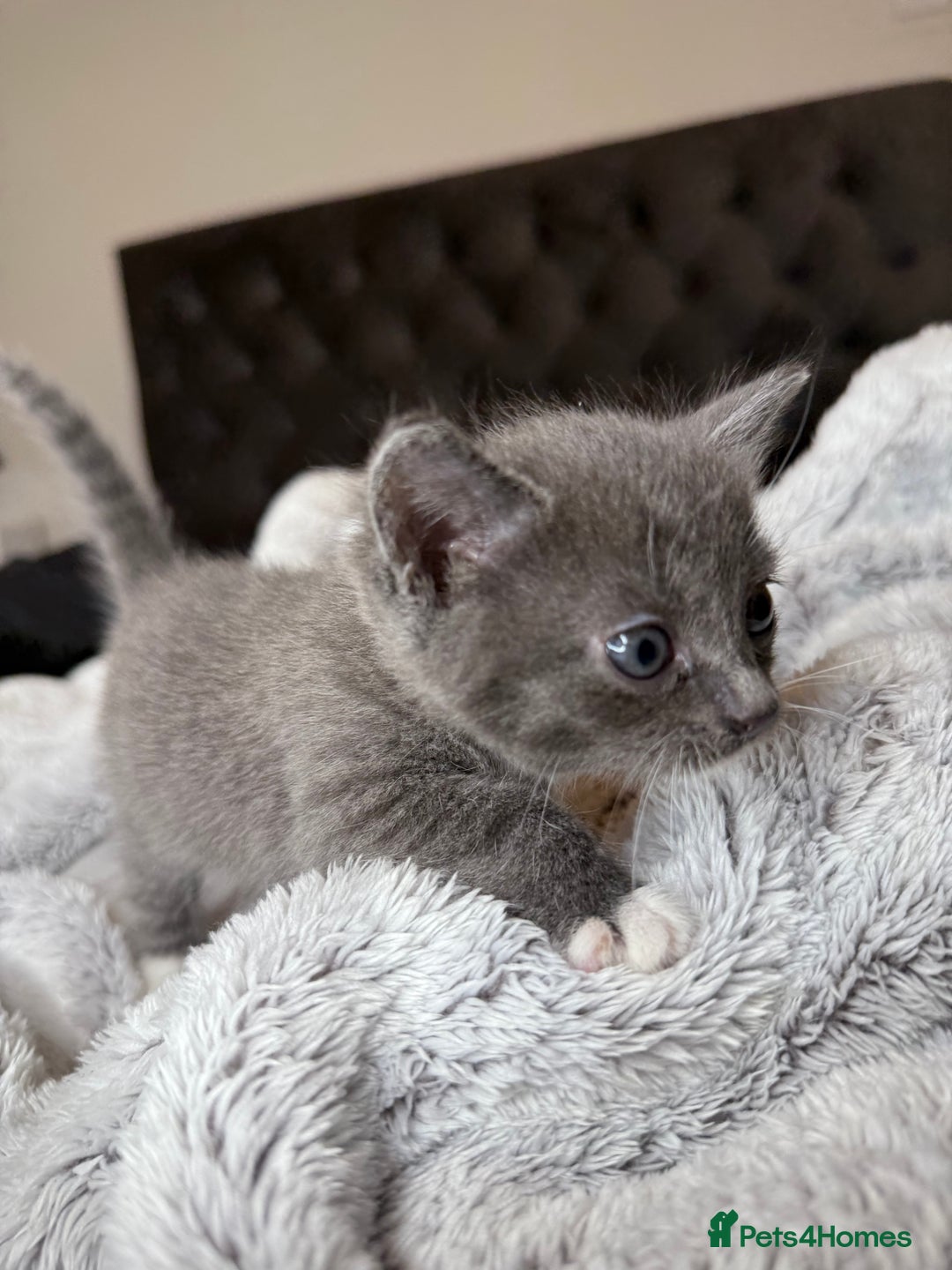 British Shorthair cats for sale: Our beautiful cute shorthair blue kittens - Image 9