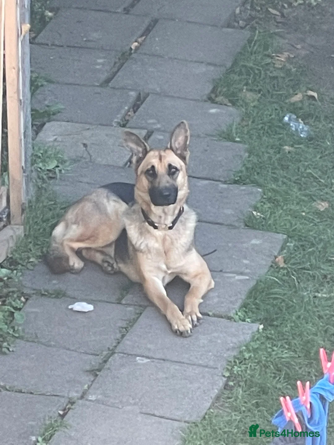 German Shepherd dogs for sale: Nice dog girls for sale in London - Advert 2