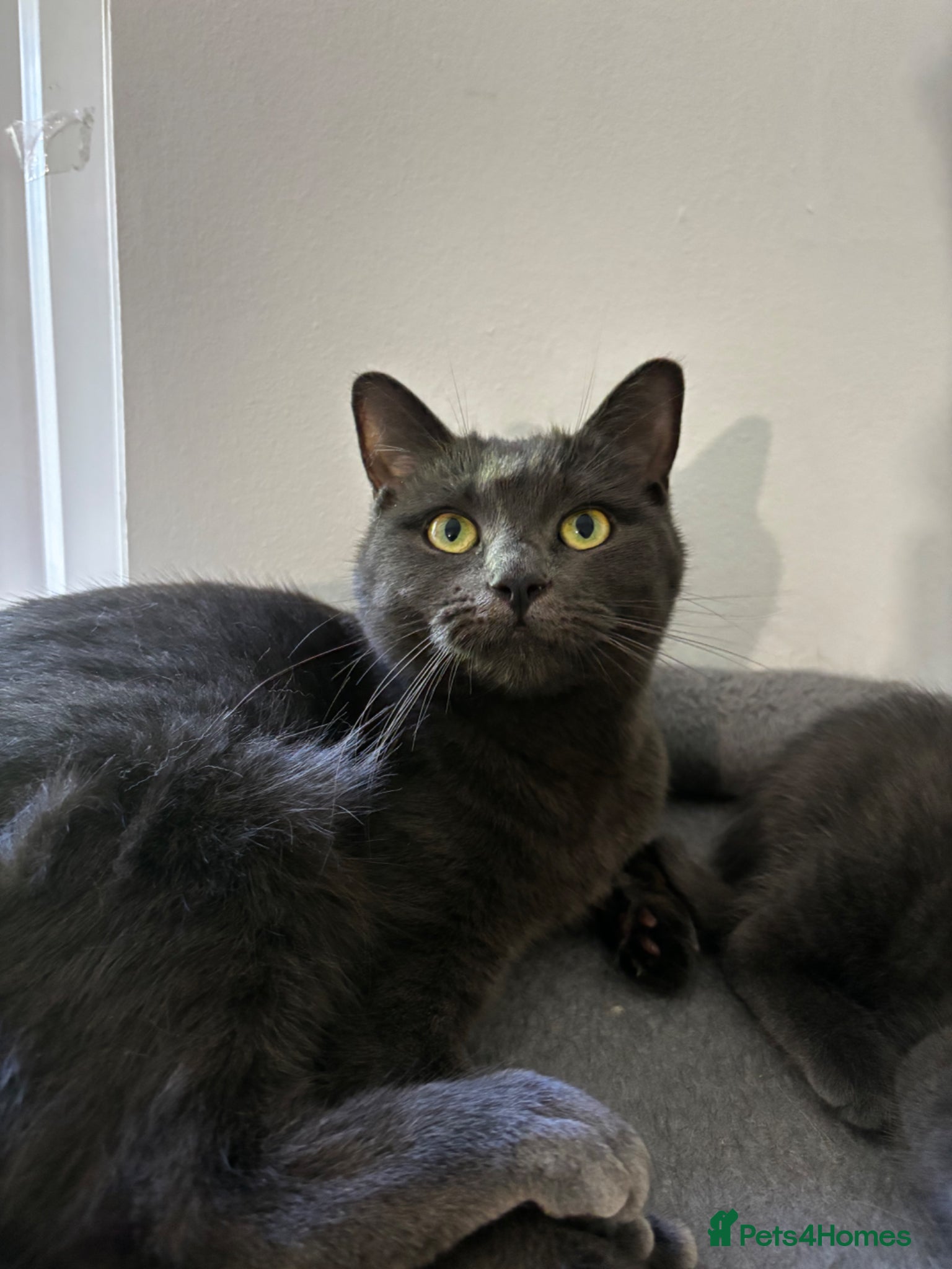 Mixed Breed cats Ragdoll x Russian blue female  - Advert 1