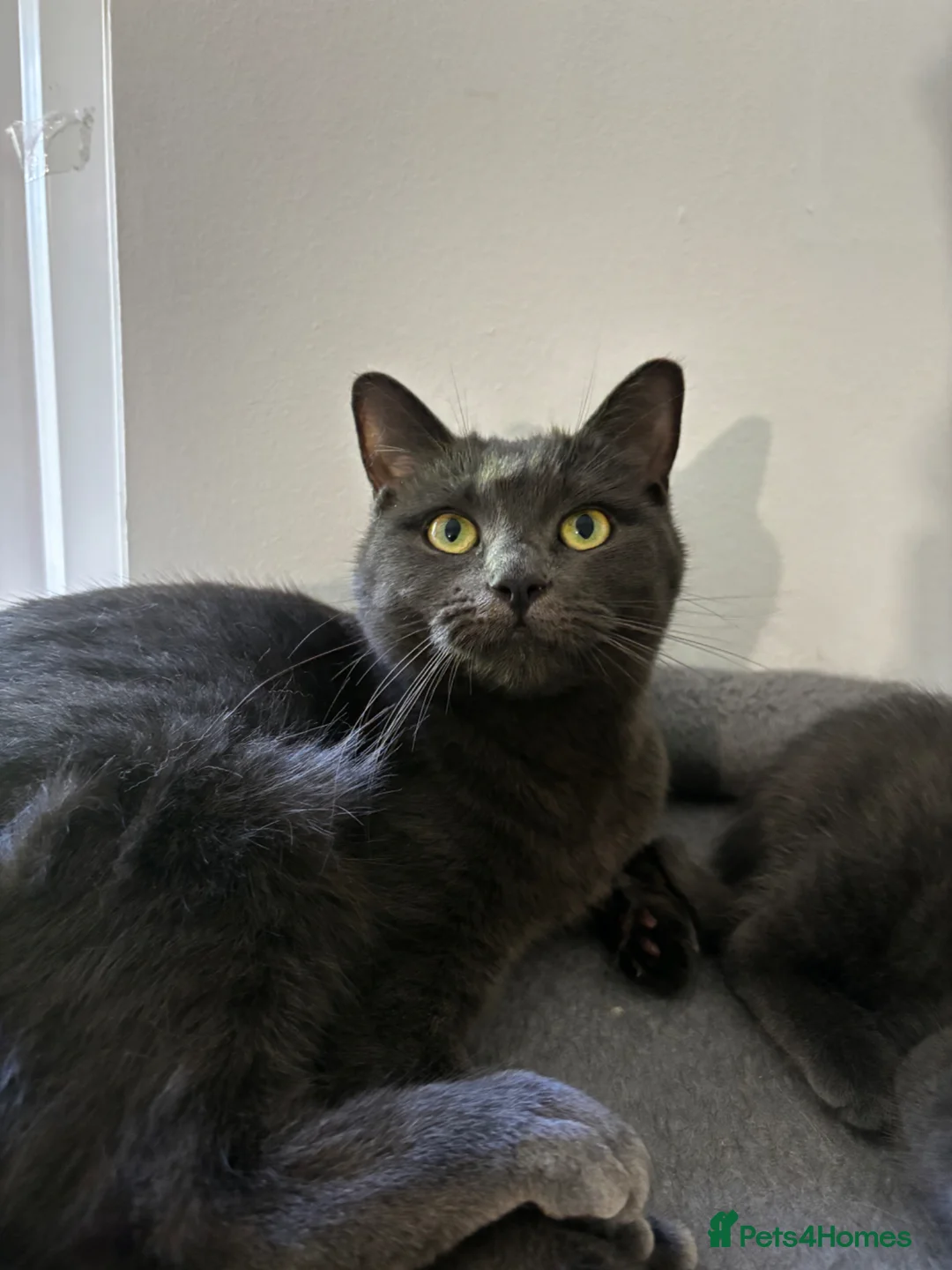 Mixed Breed cats for sale: Ragdoll x Russian blue female  - Advert 1