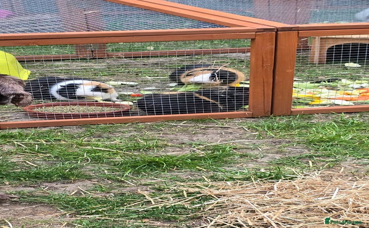 Guinea Pig rodents - Advert 3