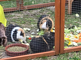 Guinea Pig rodents - Advert 32