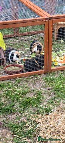 Guinea Pig rodents - Advert 1