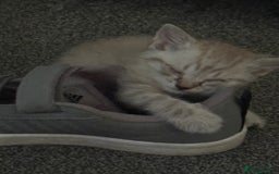 Mixed Breed cats for sale: Beautiful kittens - Image 10