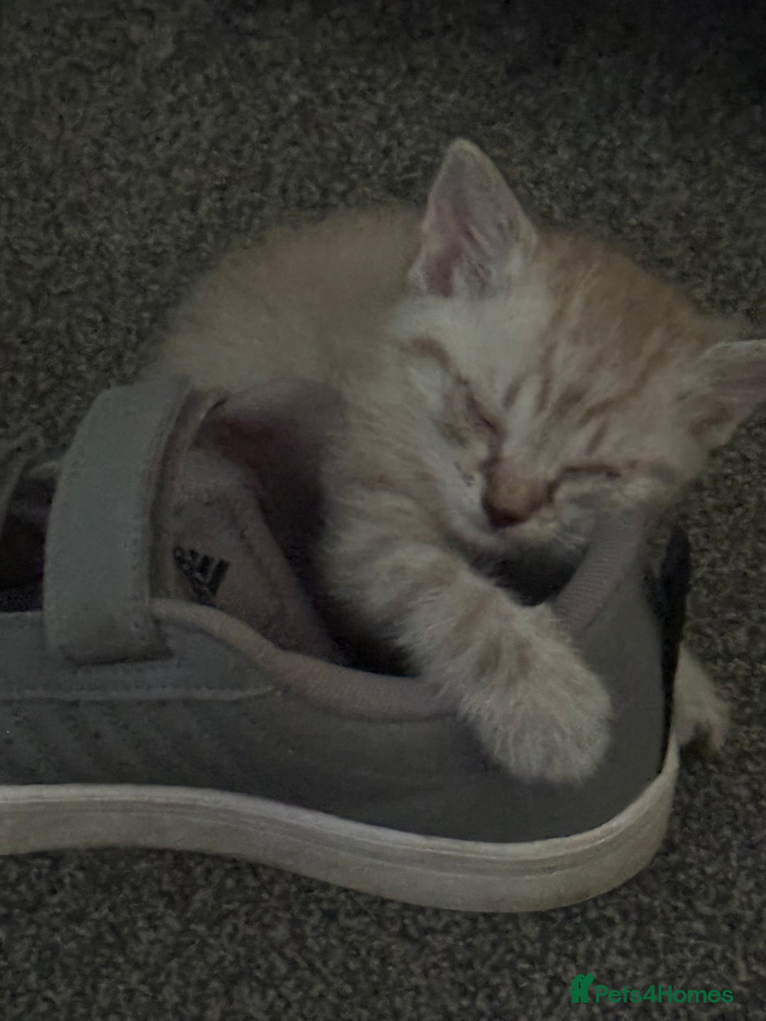 Mixed Breed cats for sale: Beautiful kittens - Image 10