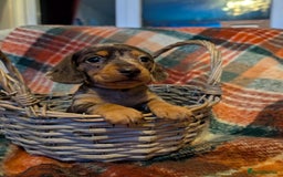 Dachshund dogs for sale: 4 gorgeous puppies for sale - Image 26