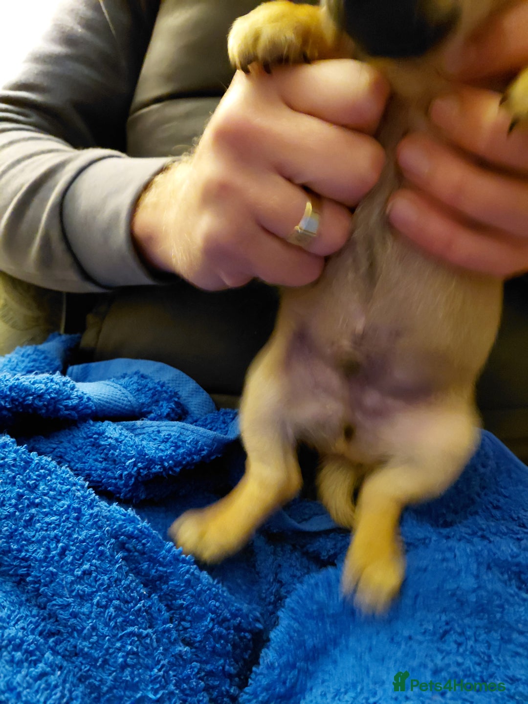 Jack Russell dogs for sale: Jack Russell Puppies - Advert 32