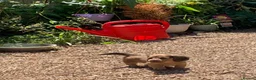 Dachshund dogs for sale: Ready now top quality KC Reg - Advert 4