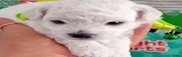 Bichon Frise dogs for sale: Bichon Frise ( 2 boys 2 girls ) - Advert 8