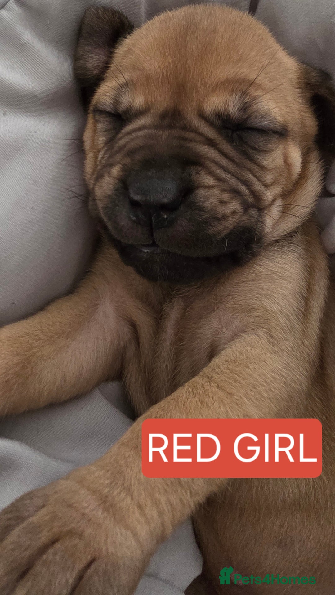 Mixed Breed dogs for sale: Adorable Bull Bordeaux Puppies  - Advert 6