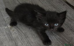 Mixed Breed cats for sale: 6 kittens avaliable from 3rd August 2025 - Image 8