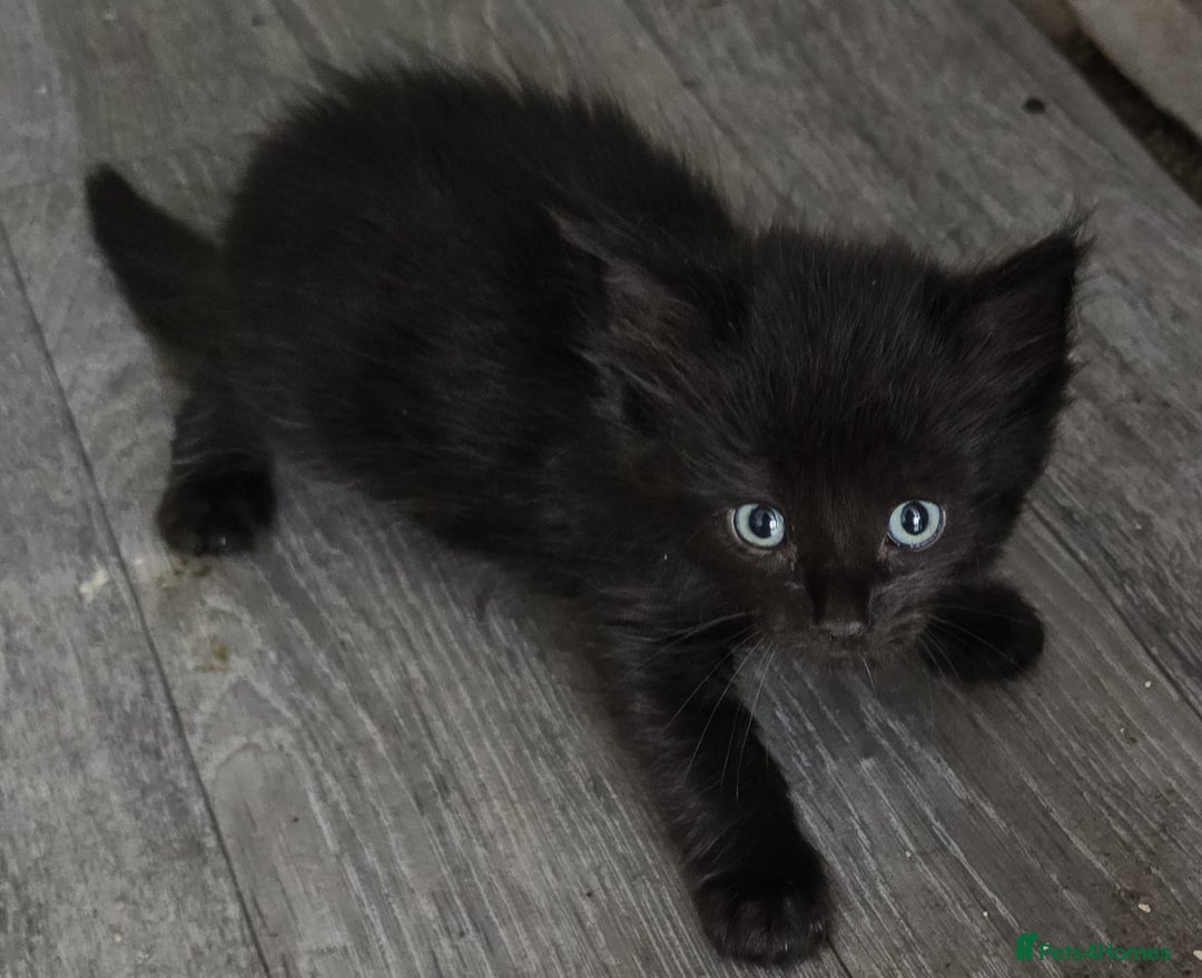 Mixed Breed cats for sale: 6 kittens avaliable from 3rd August 2025 - Image 8