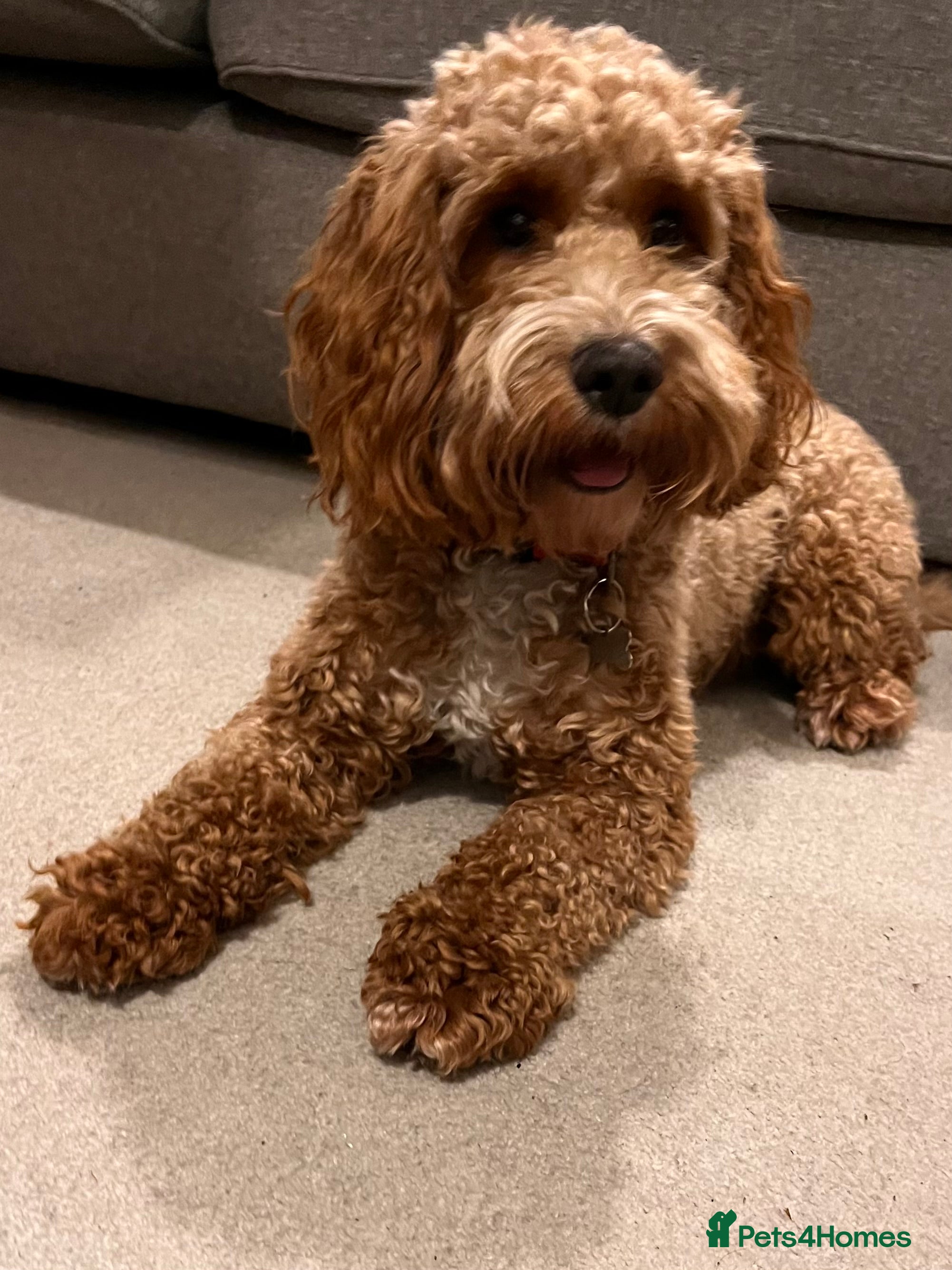 Cockapoo dogs Bella - Playful & Gorgeous Cockapoo (20 months) - Advert 15