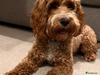Cockapoo dogs Bella - Playful & Gorgeous Cockapoo (17 months) - Advert 1