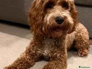 Cockapoo dogs Bella - Playful & Gorgeous Cockapoo (20 months) - Advert 15