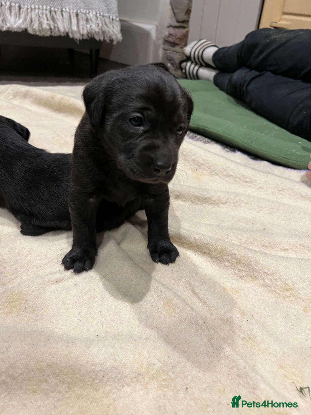 Labrador Retriever dogs for sale: 1 golden/ yellow boy Labrador puppies left - Advert 20