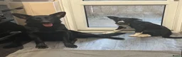 Border Collie dogs for sale: Male loving border collie  in Redditch - Advert 3