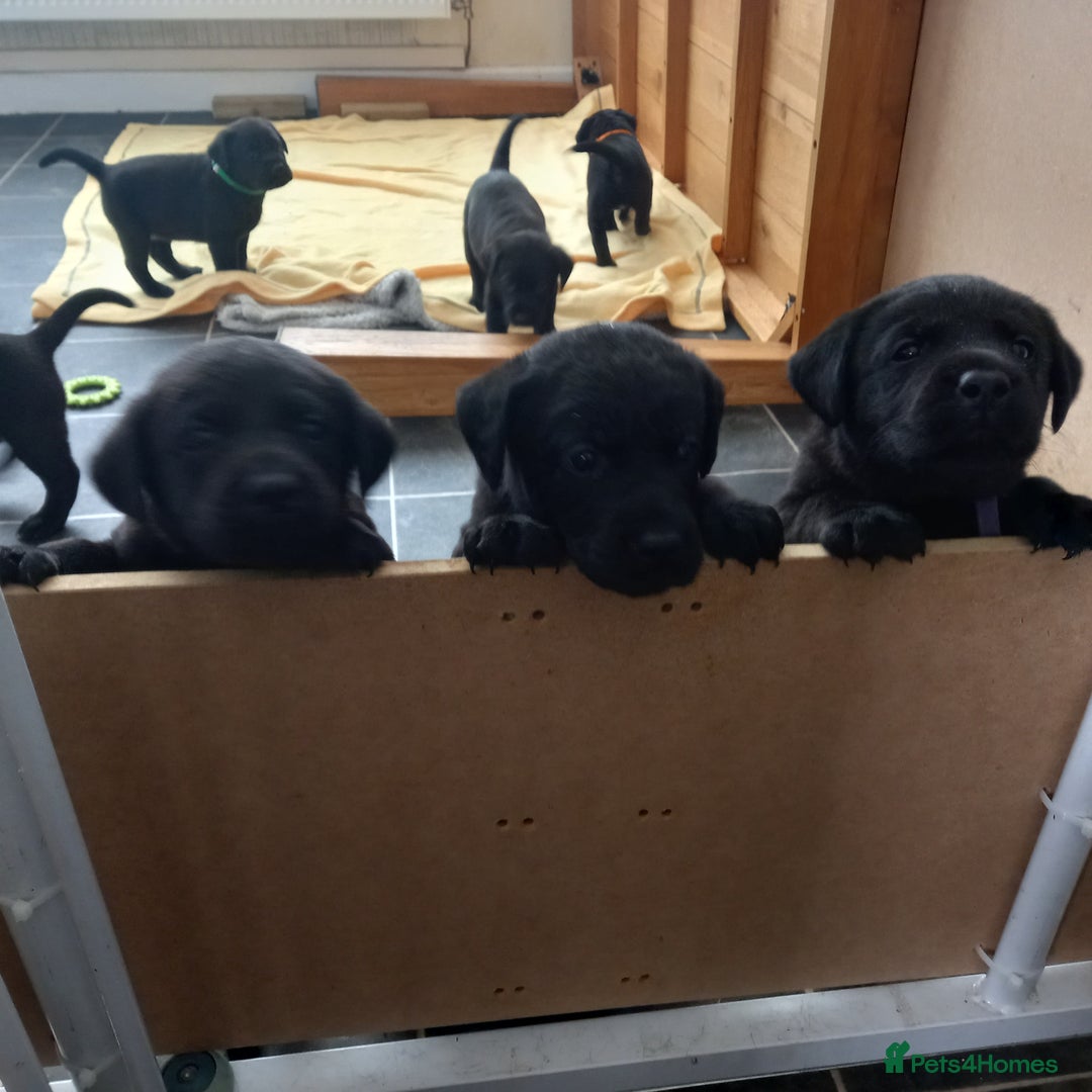 Labrador Retriever dogs for sale: Excellent KC Registered working Black Lab pups  - Image 10