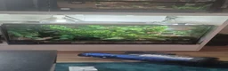 Gecko reptiles for sale: 2x mourning geckos and full setup  - Advert 6