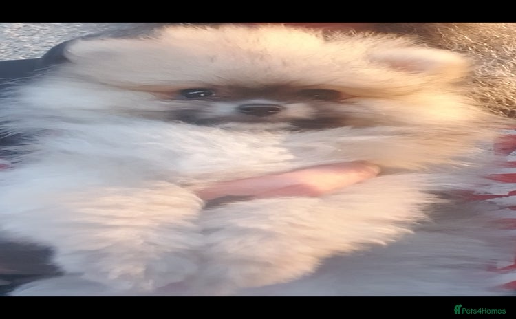 Pomeranian dogs - Advert 10