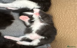 Turkish Van cats for sale: Black and white kittens last boy left  - Image 11
