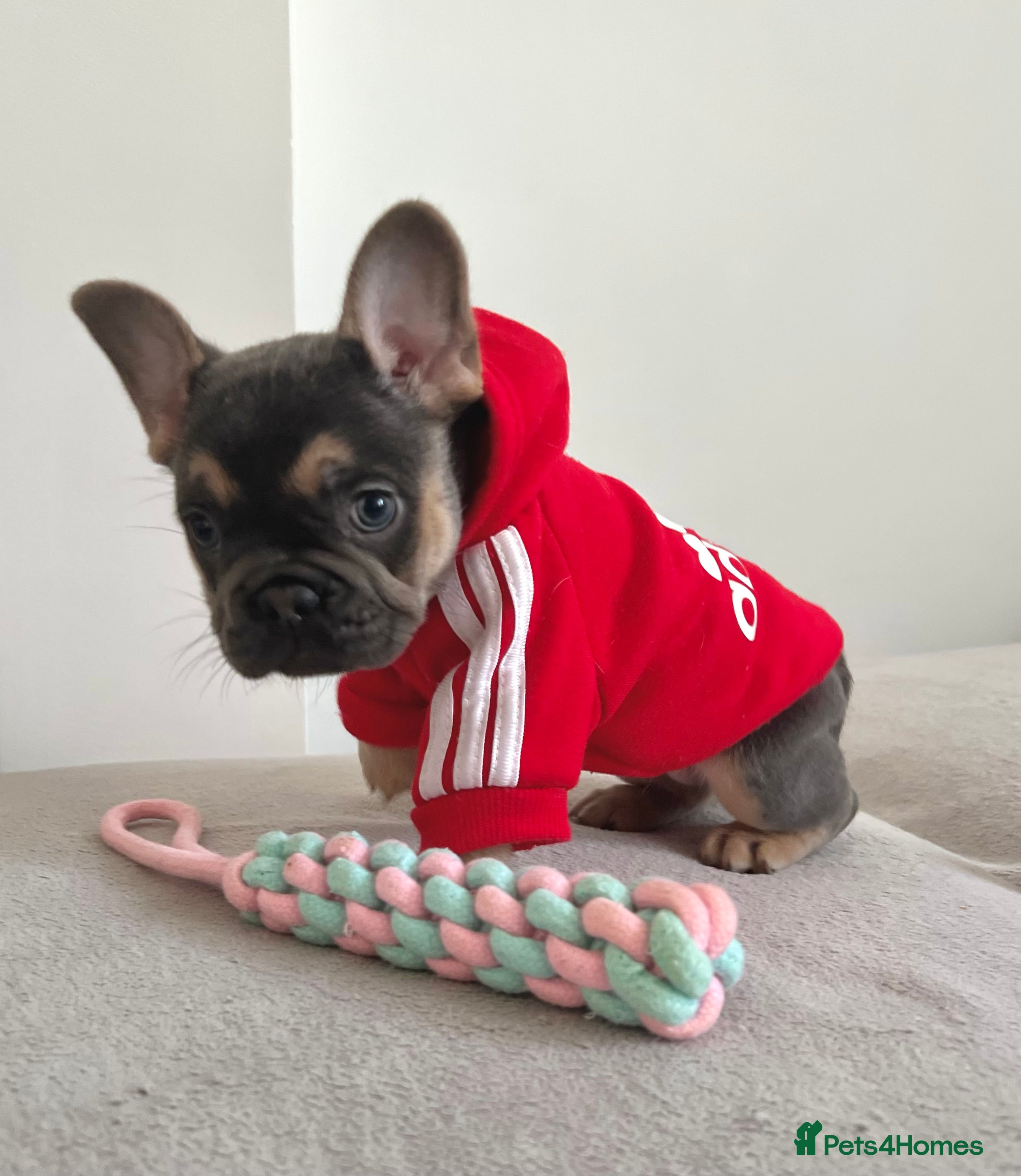 French Bulldog dogs Stunning Kc French Bulldog puppies  - Advert 4