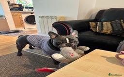 French Bulldog dogs for stud: Handsome Male Frenchie First Time Stud - Image 4