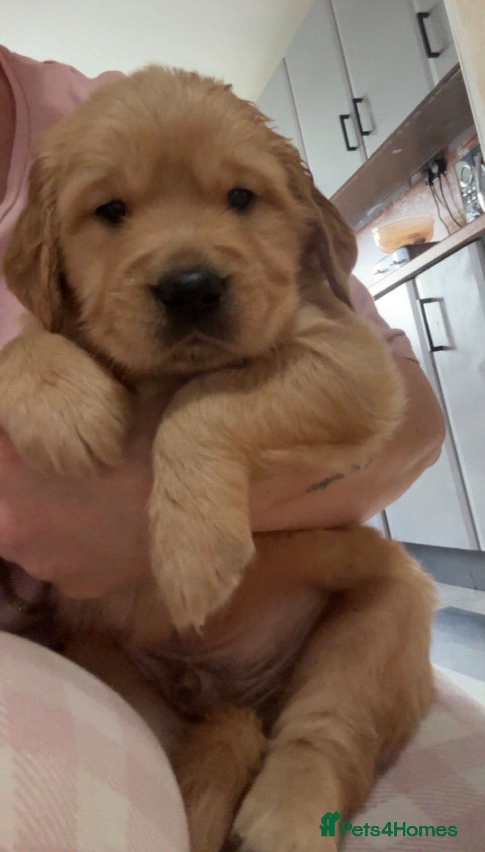 Golden Retriever dogs Pedigree Golden Retriever Puppies  - Advert 11