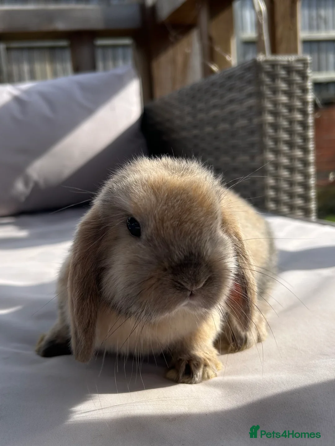 Mini Lop rabbits for sale: Beautiful mini lop rabbits  - Advert 1