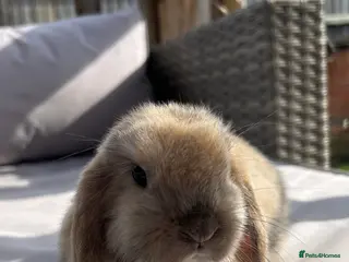 Mini Lop rabbits Beautiful mini lop rabbits - Advert 5