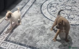 Jack Russell dogs for sale: Jack russell puppy's  - Image 17