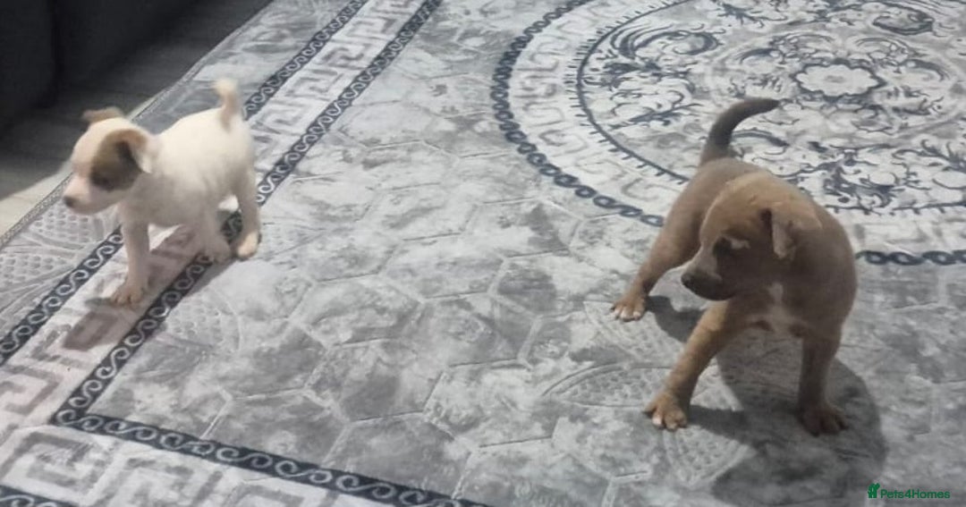 Jack Russell dogs for sale: Jack russell puppy's  - Image 17