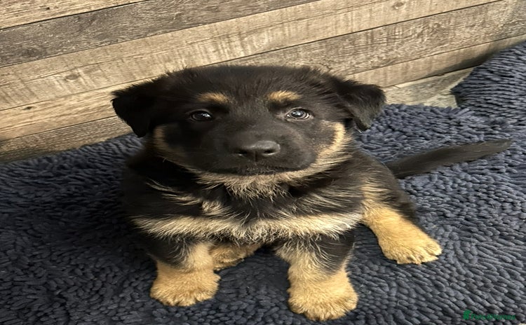 German Shepherd dogs - Advert 1